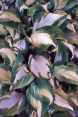 close up of a plant in the garden