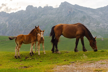two young horses and one adult free grazing on the mountain. Picos de europa park, spain.