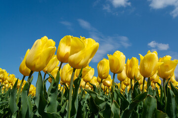 Nature backgound, colorful tulips flowers in blossom on farm fields in April and May and blue sky