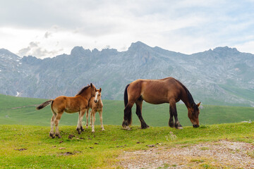 Fototapeta na wymiar two young horses and one adult free grazing on the mountain. Picos de europa park, spain.