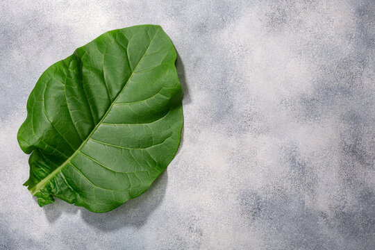 Fresh tobacco leaf (Nicotiana tabacum  foliage) atop grey concrete backdrop, copy space, top view