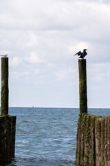 Fototapeta premium View on wooden poles at white sandy North sea beach near Zoutelande, Zeeland, Netherlands