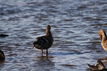 two pelicans in the water