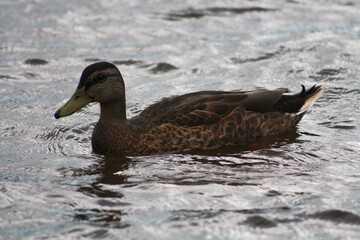 duck on the water