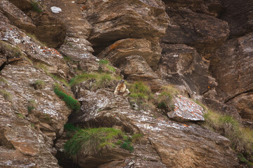 L'écot, col des Evettes, haute Maurienne, parc national de la Vanoise