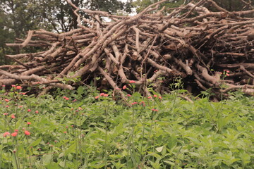 stacked wood
