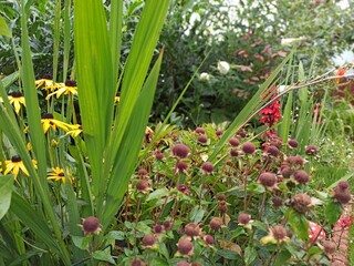 flowers in the garden
