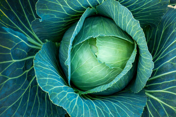 Big green cabbage on the farm. Vegetarian food background.