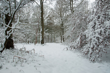 Winter woodland trees.