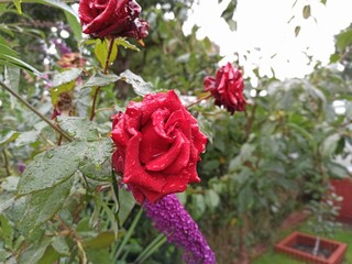 Rote Rose. red rose in garden