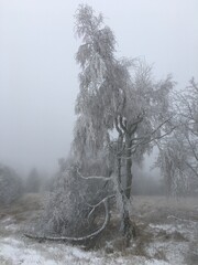 Winter landscape with a snowy tree