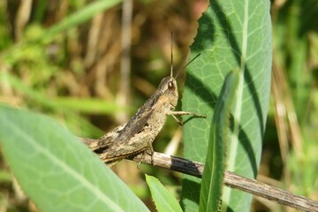 Brown european grasshopper sitting on leaves in the garden, closeup 