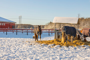 Fototapeta na wymiar Close up view of horses on pasture near stable on sunny winter day. Sweden. 
