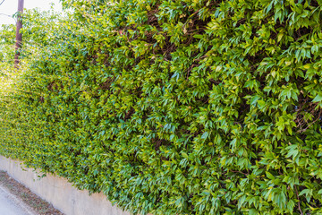 Beautiful nature view of wall of green plants. Greece. 