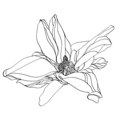 black and white line illustration of magnolia flowers on a white background, hand drawn flowers	