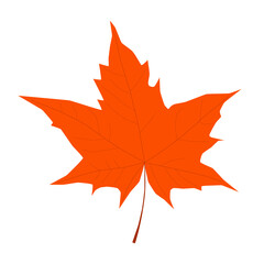 Realistic bright orange maple leaf isolated on white background. Vector illustration. Autumn is here. Fall season. Fallen golden leaves. Ecology concept. Environment conservation. September, October.