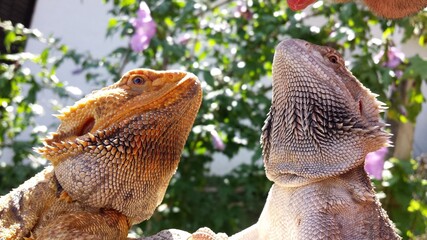 lizard, bearded dragon, dragon, bearded agama, dragons, couple lizards