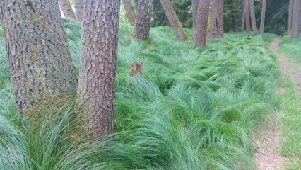 Tall green grass in the forest.