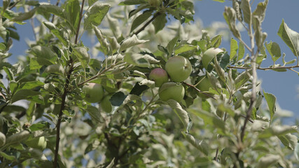 green apple on apple tree with sun peeking through leaves