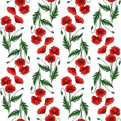 Seamless pattern with red poppy flowers. Papaver. Green stems and leaves. Hand drawn vector illustration. On white background.