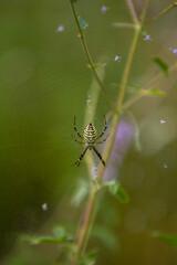 a close-up with an Argiope bruennichi spider on the canvas