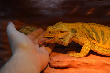 lizard, bearded dragon, dragon, bearded agama, lizard eating worms, dragon eating worm, dragon...