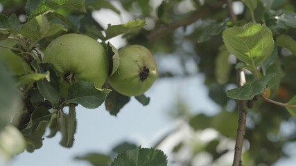 green apples on apple tree with sun peeking through leaves
