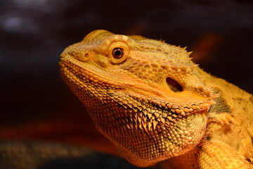 lizard, bearded dragon, dragon, bearded agama, male dragon face, male lizard face, dragon face, lizard face