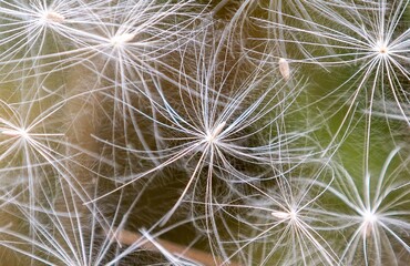 a close-up with dandelion seeds