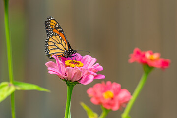 Fototapeta na wymiar Monarch butterfly perched on pink zinnia flower in garden