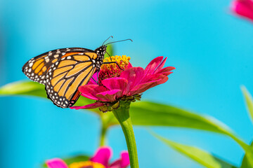 Monarch butterfly perched on pink zinnia flower with blue background