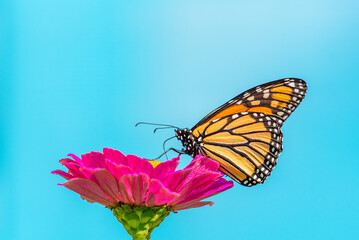 Orange monarch butterfly perched on pink zinnia flower with blue background 