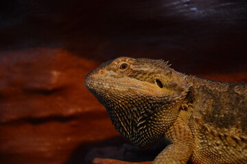 lizard, bearded dragon, dragon, bearded agama, female dragon face, female lizard face, dragon face, lizard face 