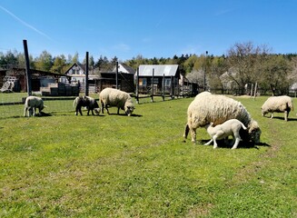 A flock of sheep on a green pasture.