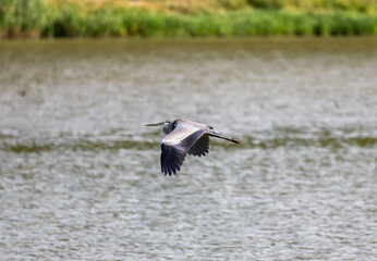 An Ardea Cinerea bird flying over the water