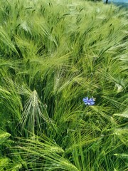 Barley green field, round field before harvest.