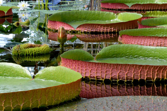 Bud and leaves of Victoria amazonica on pond. Sankt-Petersburg botanical garden.