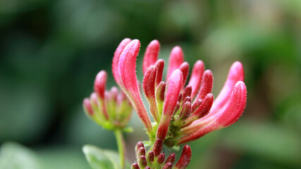 blooming flowers of perfoliate honeysuckle in the blurred natural background - obrazy, fototapety, plakaty