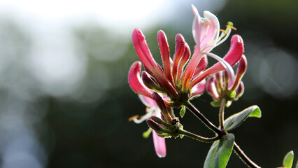Blooming flowers of goat-le honeysuckle in the blurred background - obrazy, fototapety, plakaty