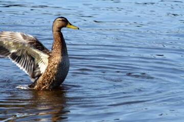 duck on the water