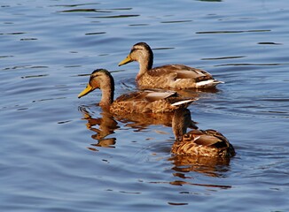 duck and ducklings