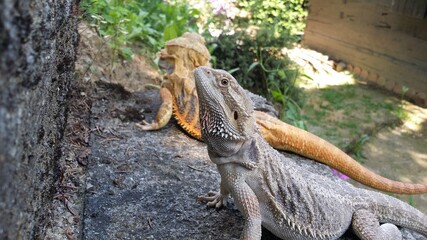 lizard, bearded dragon, dragon, bearded agama, lizards on a rock, dragons on a rock 