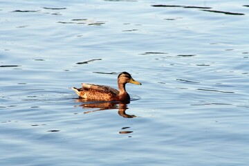 duck on the water