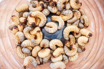 Bamboo worms close up. Living edible worms. Fat white caterpillars in plate. Organic protein concept. Traditional asian food. Group of maggots. Exotic cuisine. 