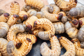 Bamboo worms close up. Living edible worms. Fat white caterpillars in plate. Organic protein concept. Traditional asian food. Group of maggots. Exotic cuisine. 