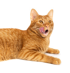 Cat on a white background isolated. Ginger tabby kitten licking its lips. Close up.
