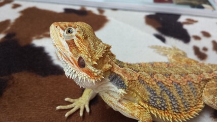 lizard, bearded dragon, dragon, bearded agama, small dragon, bearded lizard,