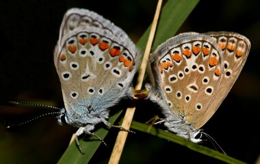 Polyommatus icarus, icarus butterfly.