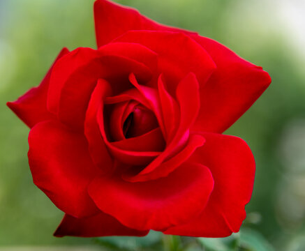 Rosa del balcone dello zio Corrado