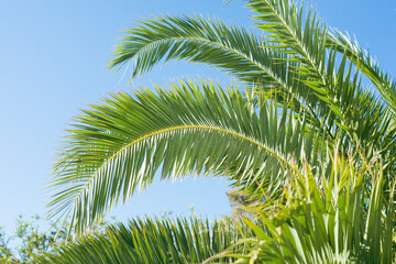 Fototapeta premium Borassus flabellifer,Sugar palm in garden